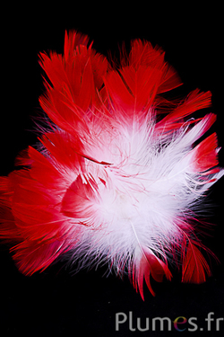 Dinde mèche  - Ø 18 cm - blanc-rouge